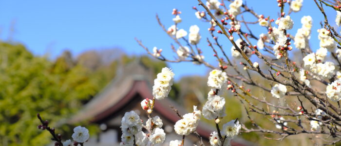 鶴岡八幡宮の梅